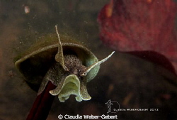 "Master Yoda" - freshwater snail.... by Claudia Weber-Gebert 